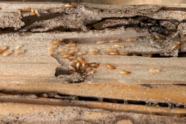 Best Flea Control Services  in Willow, AK