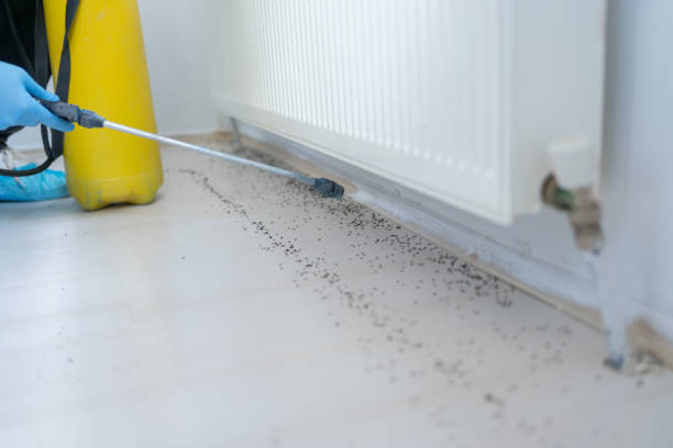 Best Affordable Pest Control Services  in Willow, AK