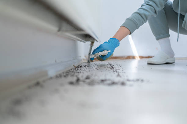 Best Residential Pest Control  in Willow, AK